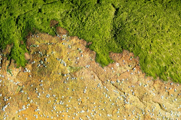 Algas Verdes Textura Rochosa Marrom Oceânica — Fotografia de Stock