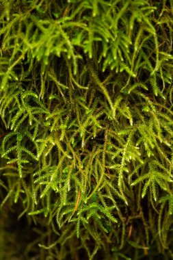 Uzun yeşil yosun dokusu bir ormanda kapanıyor.