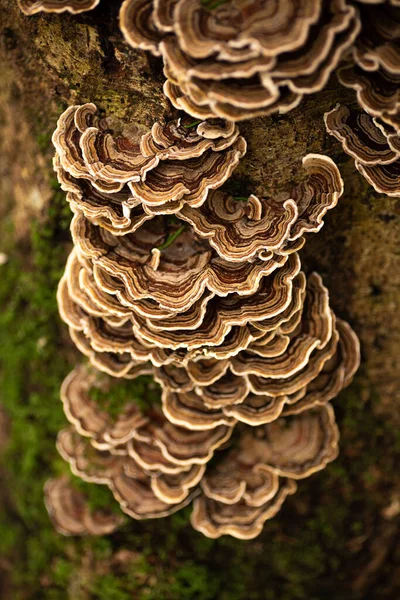 Turkey Tail Mushroom Growing Tree Stump Moss — Stock Photo, Image