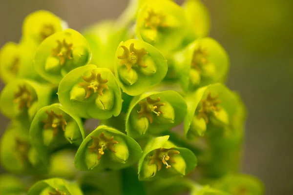 Medelhavet Sporre Blommor Närbild Makro Skott — Stockfoto