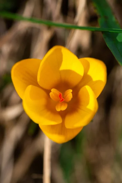 Primo Piano Fiore Croco Giallo Che Cresce Primavera — Foto Stock