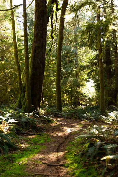 Mossy Trail Woods Cortes Island — Stock Photo, Image