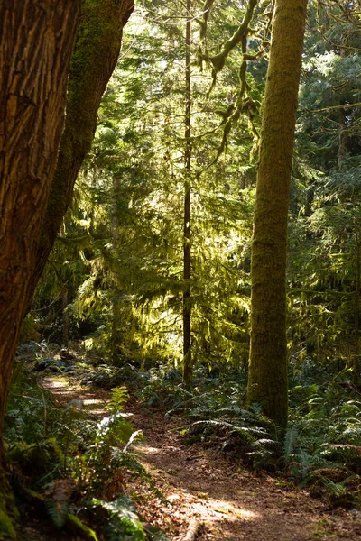Mossy Nyomvonal Erdőben Cortes Szigeten — Stock Fotó