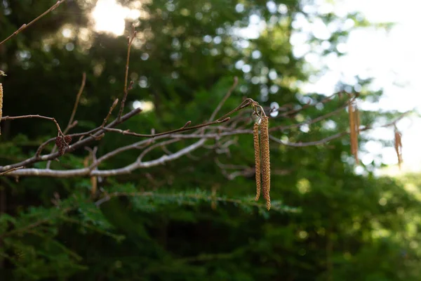 Ağaçlardan sarkan genç sarı kedi derisi.
