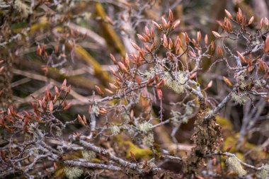 Pembe ağaç tomurcukları eski bir liken kaplı akçaağaçta