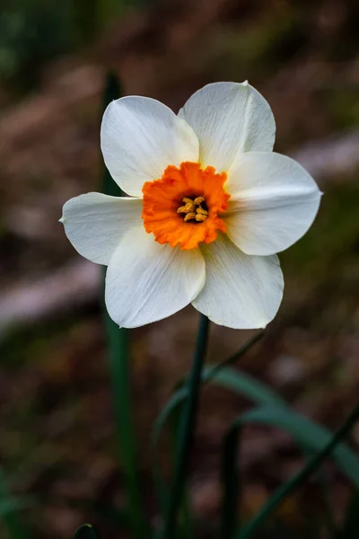 Narciso Blanco Con Centro Amarillo Oscuro Que Crece Afuera — Foto de Stock