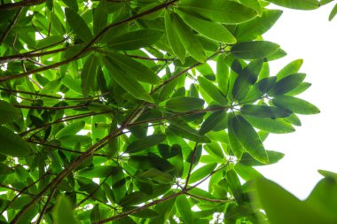 Çalının altından Rhododendron yaprakları