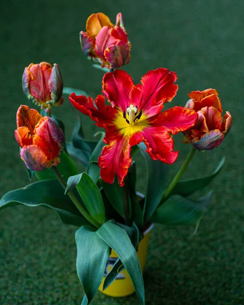 Beautiful Red Green Parrot Tulip Ruffled Petals Yellow Vase — Stock Photo, Image