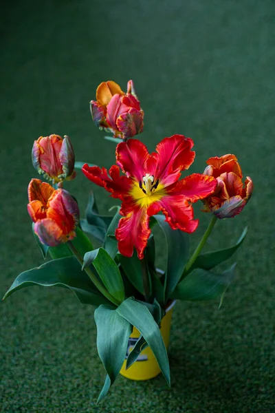 Beautiful Red Green Parrot Tulip Ruffled Petals — Stock Photo, Image