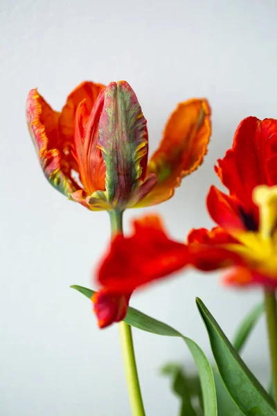 美しい赤と緑のオウムのチューリップフリルの花びら — ストック写真