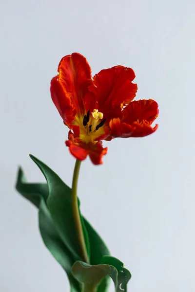 Beautiful red parrot tulip with ruffled petals