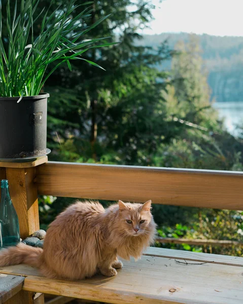 Chat Orange Aux Cheveux Longs Assis Sur Banc Dans Jardin — Photo