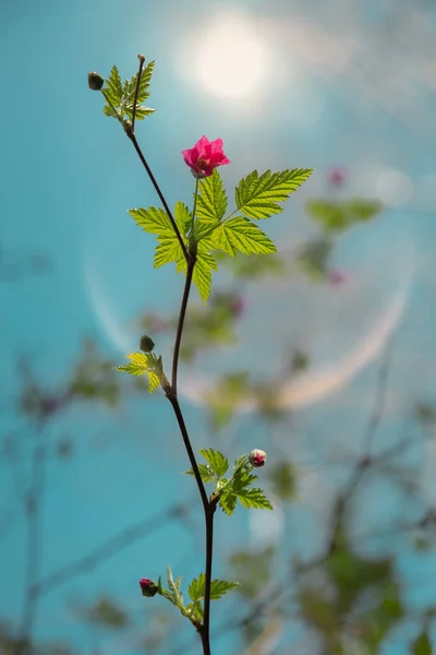 Branche Baies Saumon Fleur Contre Ciel Poussant Soleil — Photo
