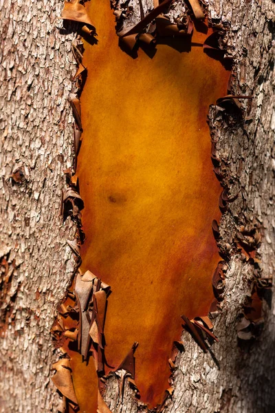 Kora Drzewa Arbutus Złuszczając Się Ujawniając Gładką Nową Korę Pod — Zdjęcie stockowe