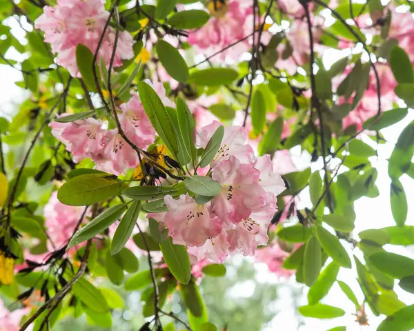 Světle Růžové Rododendrony Kvetou Křoví — Stock fotografie