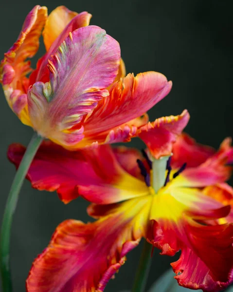 Macro photo of a red parrot tulip