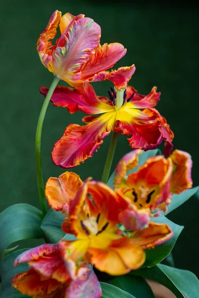 Close Tulipa Papagaio Vermelho Verde — Fotografia de Stock