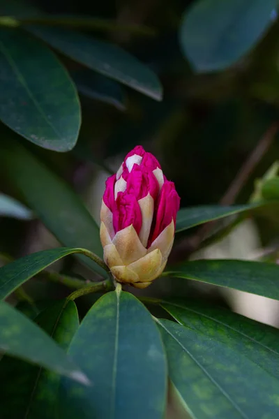 Rosa Rhododendron Blomma Spirande — Stockfoto