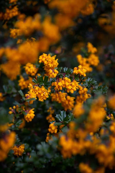 Fleurs Épine Vinette Orange Vif Fleurissant — Photo