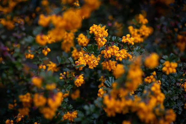 Ljusa Apelsin Bär Blommor Blommar — Stockfoto