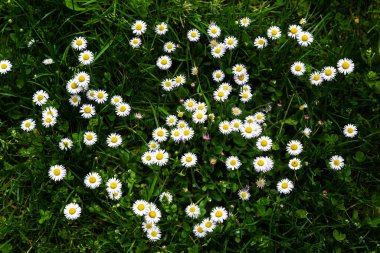 Minicik yer kaplamalı papatya çiçekleri