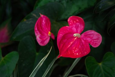 Koyu yaprakların üzerinde parlak pembe bir Anthurium çiçeği.