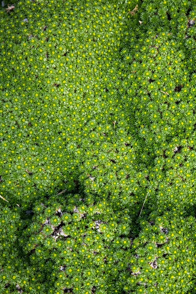 Gran Parche Azorella Trifurcata Planta Cubierta Del Suelo —  Fotos de Stock
