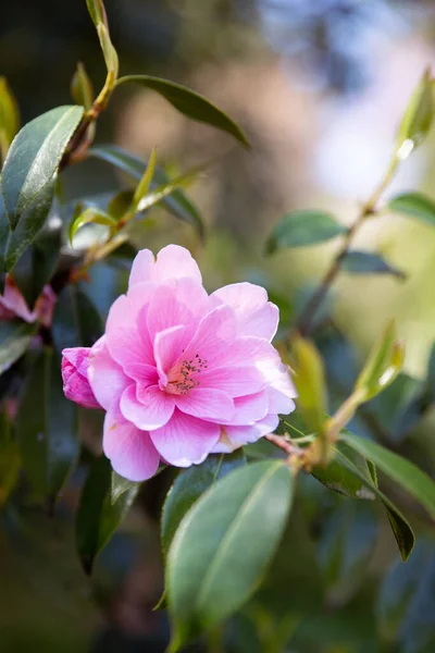 Zblízka Růžový Květ Kamélie Stromě Slunečním Svitu — Stock fotografie