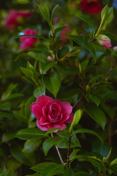 Zblízka Růžový Květ Kamélie Stromě — Stock fotografie
