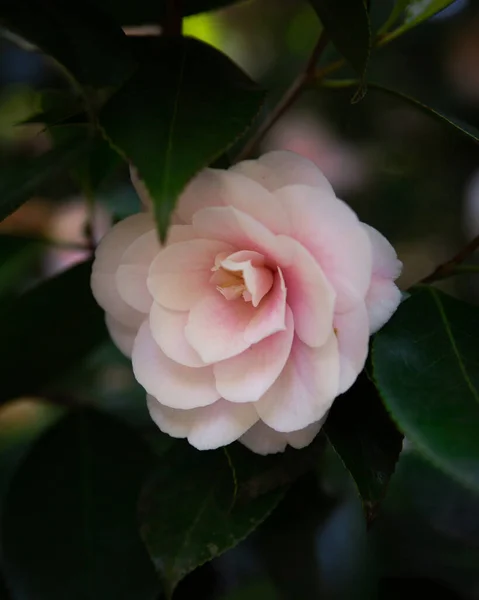 Zblízka Krásné Měkké Růžové Kamélie Květ Stromě — Stock fotografie