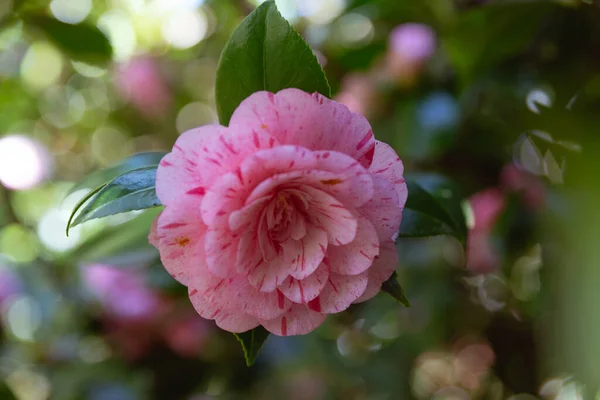 在一棵树上开着一朵美丽的粉色斑点的卡蜜莉亚花的近处 — 图库照片