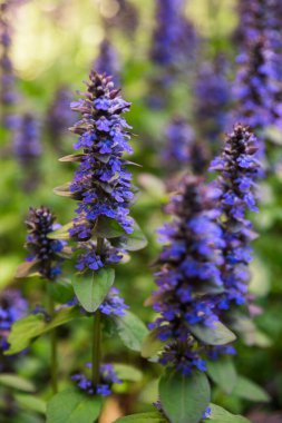 Ajuga sürüngenleri genellikle borazan, mavi borazan, bugleherb, bugleweed, havyar, halı bugleweed ve ortak borazan olarak bilinir..