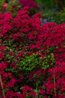 Kızıl Rhododendron çiçek çalısı yemyeşil bir bahçede
