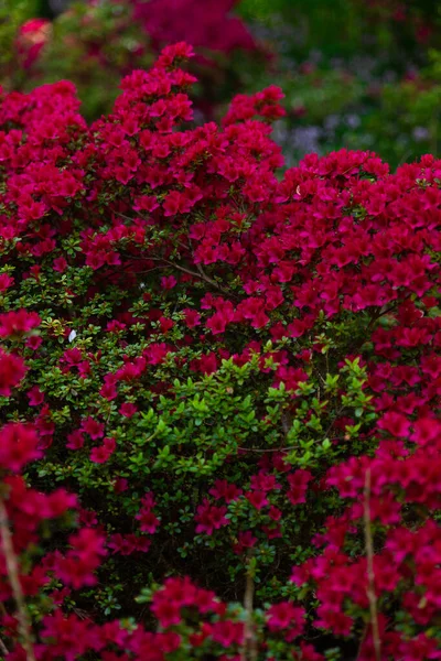 Piros Rododendron Virágbokor Egy Buja Kertben — Stock Fotó