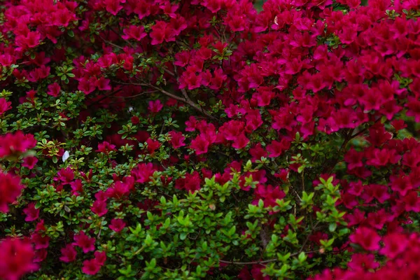 Červené Rododendron Květiny Keře Textury — Stock fotografie