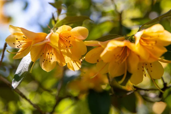 Hermosas Flores Amarillas Arbusto — Foto de Stock