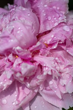 Pembe şakayık çiçek yaprağı dokusu su damlacıklarıyla kaplanır.