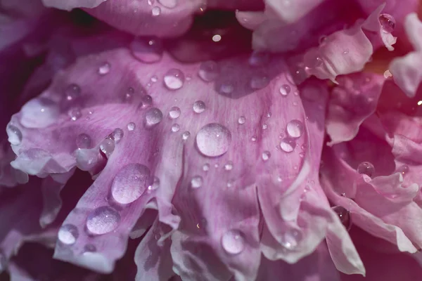 Rosa Pfingstrose Blütenblatt Textur Aus Nächster Nähe Mit Wassertröpfchen — Stockfoto