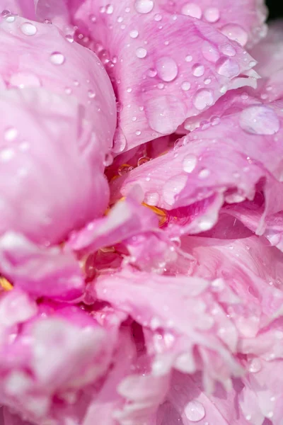 Różowy Peony Kwiat Płatek Tekstury Zbliżyć Kropelek Wody — Zdjęcie stockowe