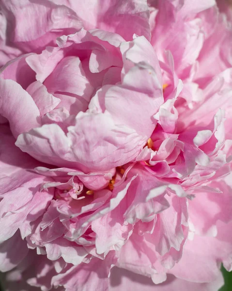 Růžová Pivoňka Květní Okvětní Lístek Textura Zavřít Letním Slunci — Stock fotografie