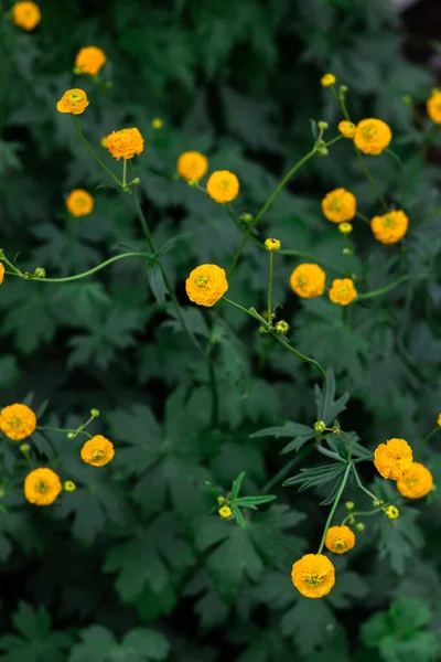 Närbild Gul Glob Blommor Ovanifrån — Stockfoto