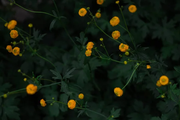 Globe Jaune Fleurs Haut — Photo