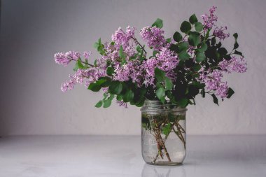 Beyaz arka planda kavanozda kırsal leylak çiçekleri