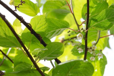Sarmaşıkta yetişen sert kivi çiçekleri