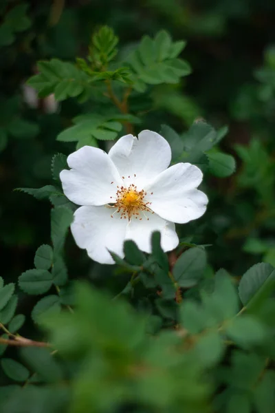 Fehér Vadrózsa Virág Egy Sötét Zöld Bokor — Stock Fotó