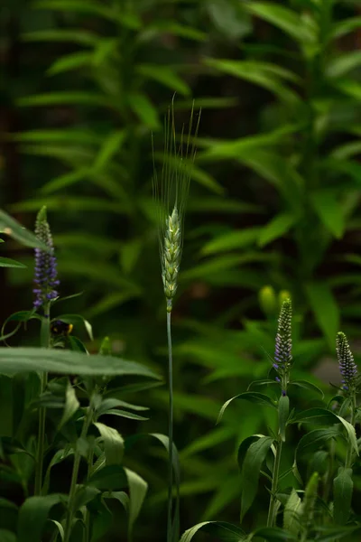 Gerbe Blé Vert Dans Jardin — Photo