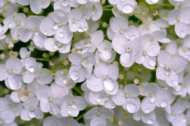 Beyaz bir kartopu ortancasında çiçekleri kapat - ortanca ağaçevi