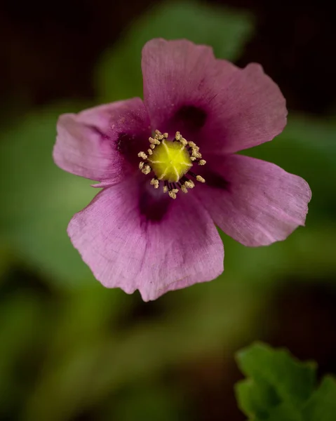 Flor Amapola Púrpura Brillante Vibrante — Foto de Stock