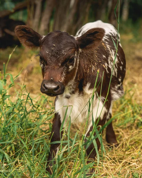 Small New Calf Learning Walk Rural Alberta Countryside Royalty Free Stock Images