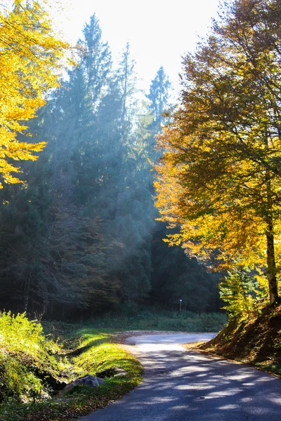 ağaçlarda sonbahar